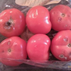 Tomatoes